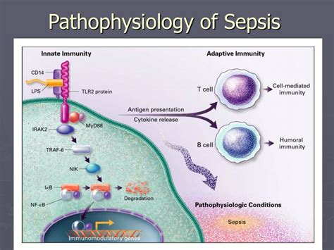 pathophysiology of sepsis ppt